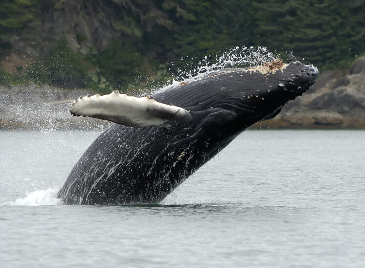 Humpback whale breach!