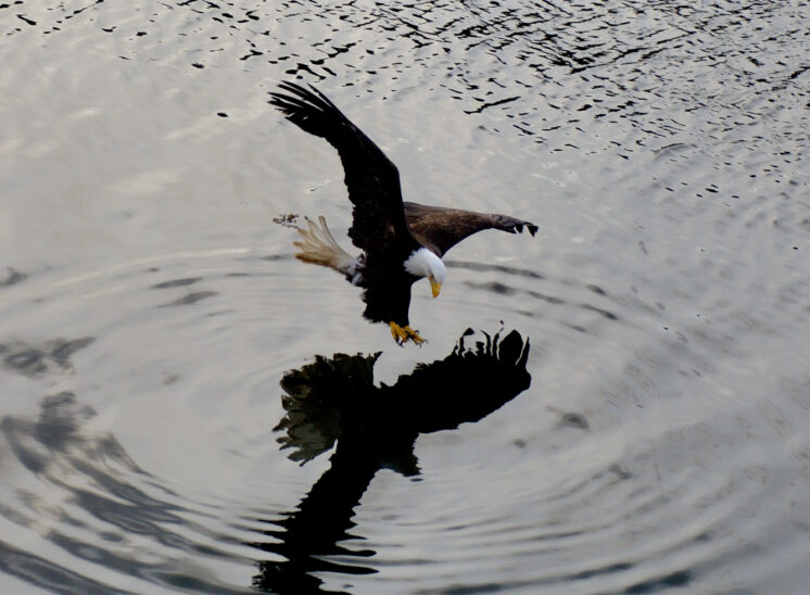 Eagle fishing with reflection