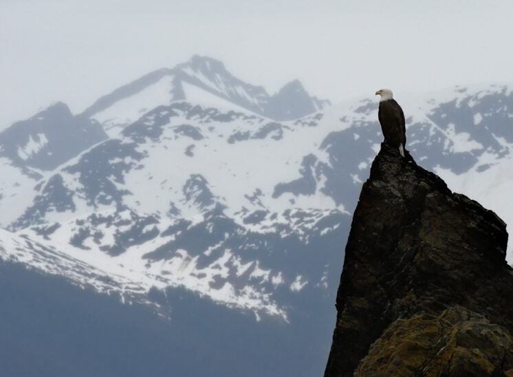 Bald Eagle against snow-capped mountain