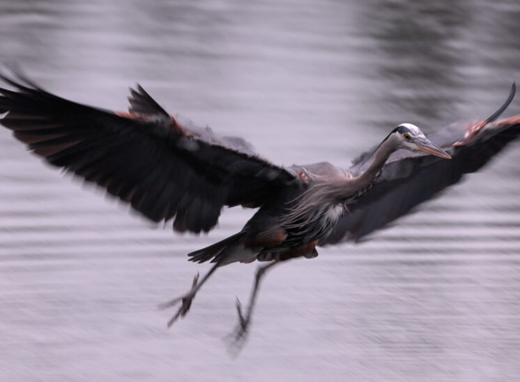 A Great Blue Heron in flight, well after sunset, partially motion-blurred from the tracking long exposure. © Jerry and Lois Photography, all rights reserved