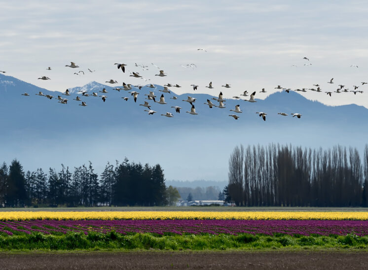 A flock of Snow Geese in flight over purple and gold tulips in bloom with Poplar trees and the Cascade mountains as their backdrop. © Jerry and Lois Photography, all rights reserved