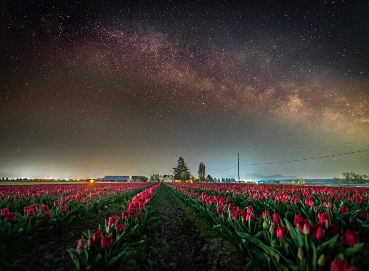 In Memory of my Darling and Beloved Angel and Wife, Lois: Springtime Milky Way over her much loved Pink Tulips. My Dearest Sweetheart, I miss and love you forever. Jerry and Lois Photography