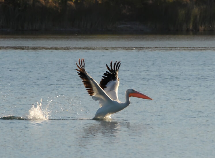 A Black and White Pelican taking off in backlit sunlight. © Jerry and Lois Photography, all rights reserved