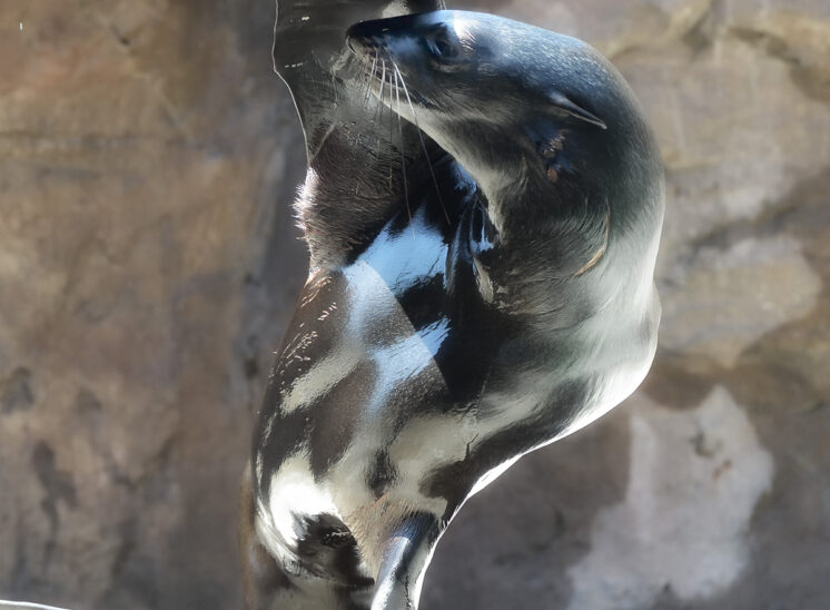 A Seattle Aquarium resident seal in a classic stance appears to be shielding its eyes from the light while shimmering in shades of silver. Jerry and Lois Photography