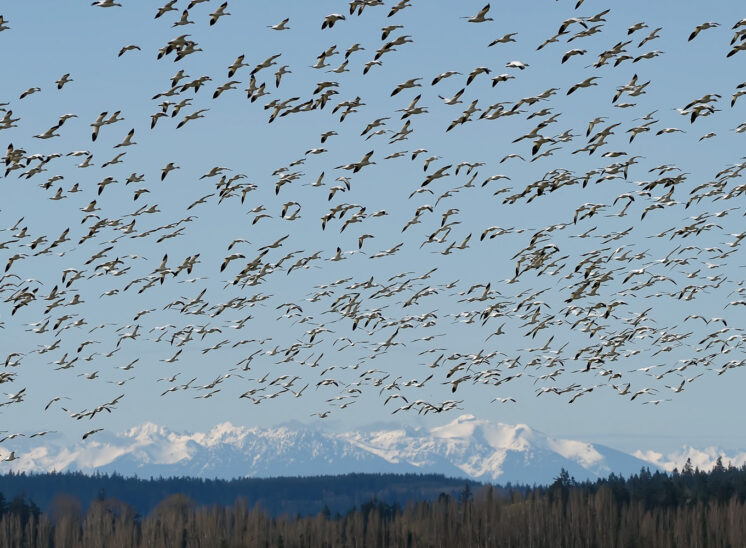 A large flock of Snow Geese in flight crowns the snow-covered Olympic Mountains. © Jerry and Lois Photography, all rights reserved