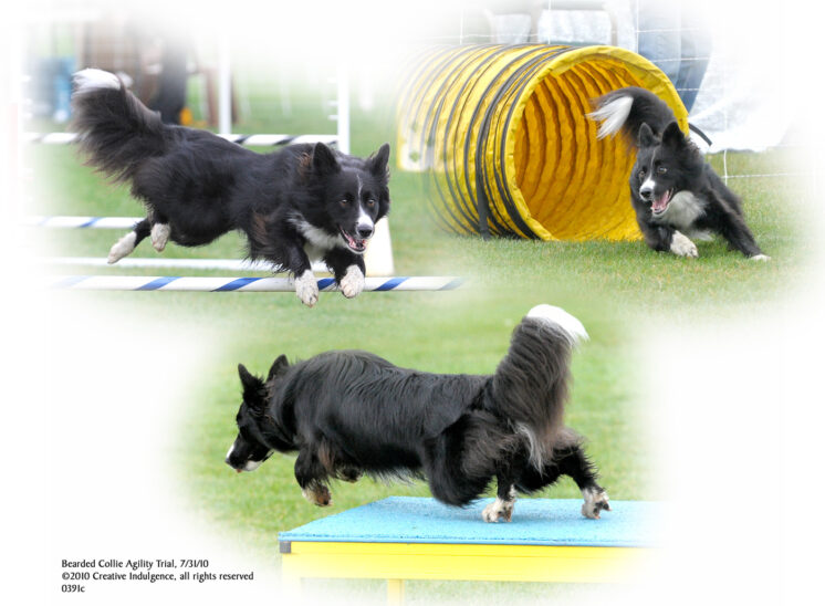 A border collie exhibiting drive and enthusiasm during an agility run. © Jerry and Lois Photography, all rights reserved