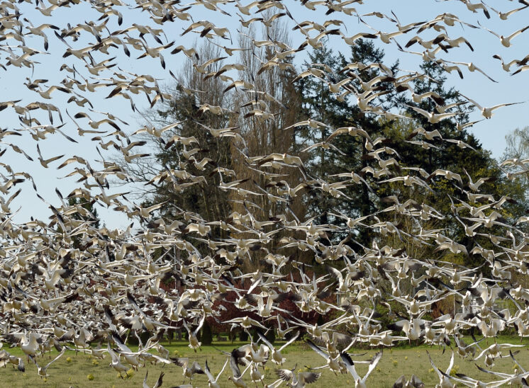A large flock of Snow Geese coming in and landing directly in front of the camera. © Jerry and Lois Photography, all rights reserved