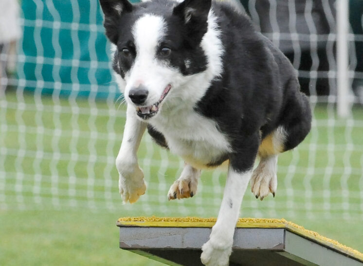 A Border Collie coming off the teeter during an agility run. © Jerry and Lois Photography, all rights reserved