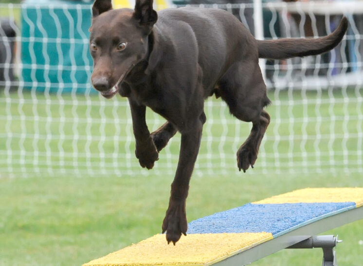 A Chocolate Lab concentrating as it comes off the teeter during an agility run. © Jerry and Lois Photography, all rights reserved