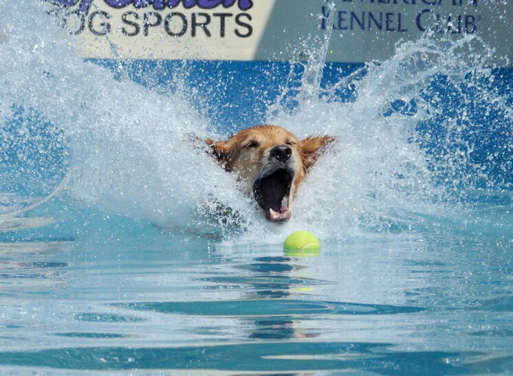Dock Dogs: A yellow lab, with only the head visible as it lands, makes a HUGE splash while racing to snag the tennis ball. © Jerry and Lois Photography, all rights reserved