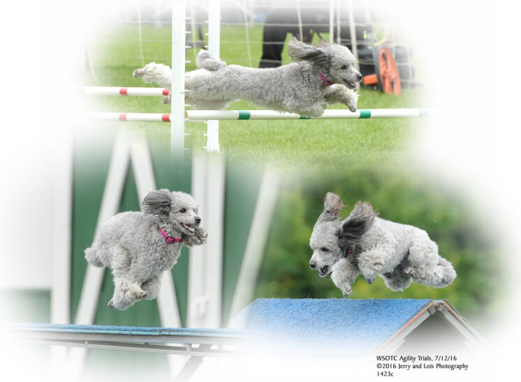 A poodle flying high over the obstacles in an agility run composite. © Jerry and Lois Photography, all rights reserved