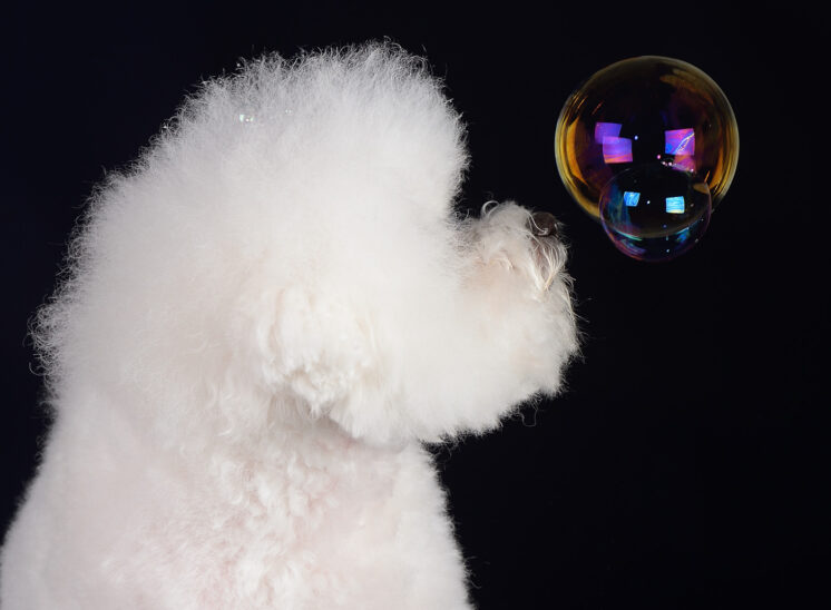 Bichon Frise study: Astutely pondering the ephemeral nature of a simple bubble. Jerry and Lois Photography