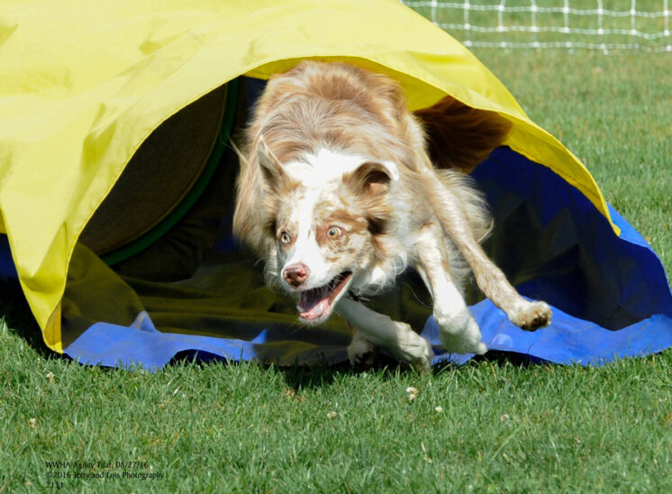 A Border Collie exploding out of the chute during an agility trial. © Jerry and Lois Photography, all rights reserved