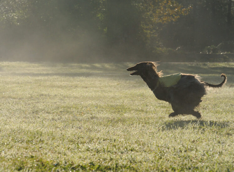 An Afghan Hound running with all 4 feet in the air, shows its athleticism during a lure-coursing national competition in an early misty morning. © Jerry and Lois Photography, all rights reserved
