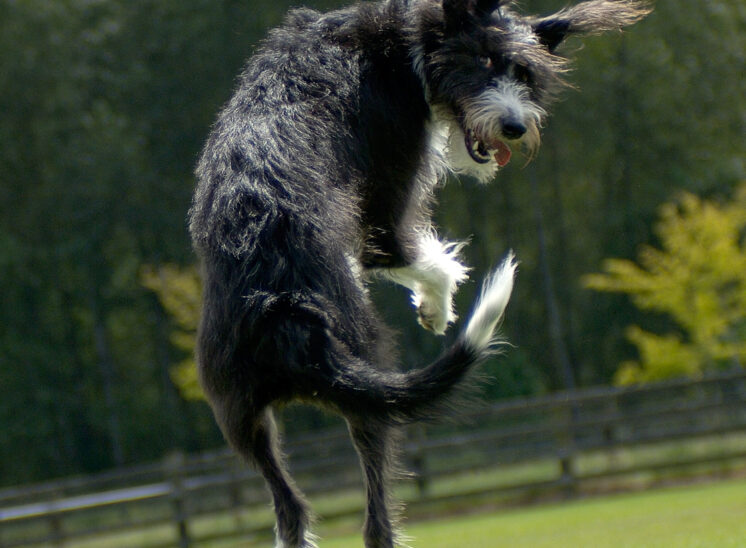 Comedic athlete: An accidental hybrid between a greyhound and a Portuguese Water Dog leaps, twirls, and smiles back into the camera. © Jerry and Lois Photography, all rights reserved
