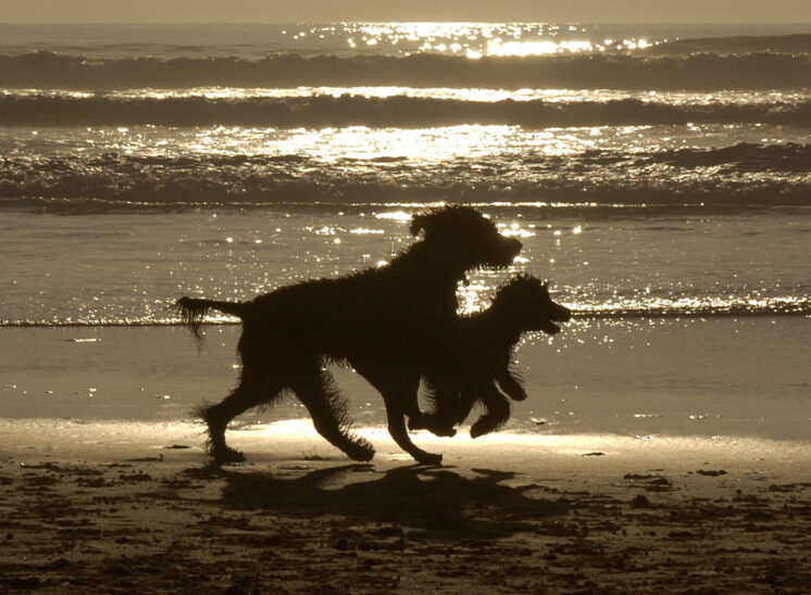 Silhouettes of Portuguese Water Dog mother and pup running in tandem on an ocean beach at sunset at Florence OR. © Jerry and Lois Photography, all rights reserved