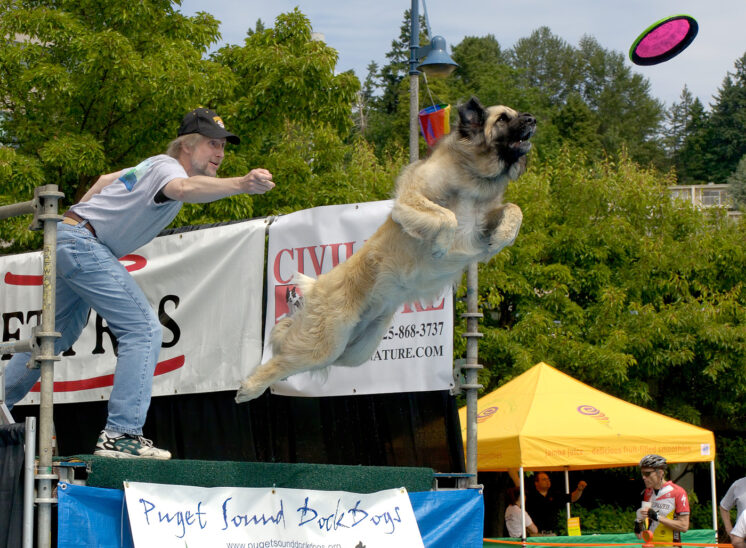 Dock Dogs: Ariel, a Leonberger Mountain Dog launches towards her flying disk while competing for a distance jump. © Jerry and Lois Photography, all rights reserved