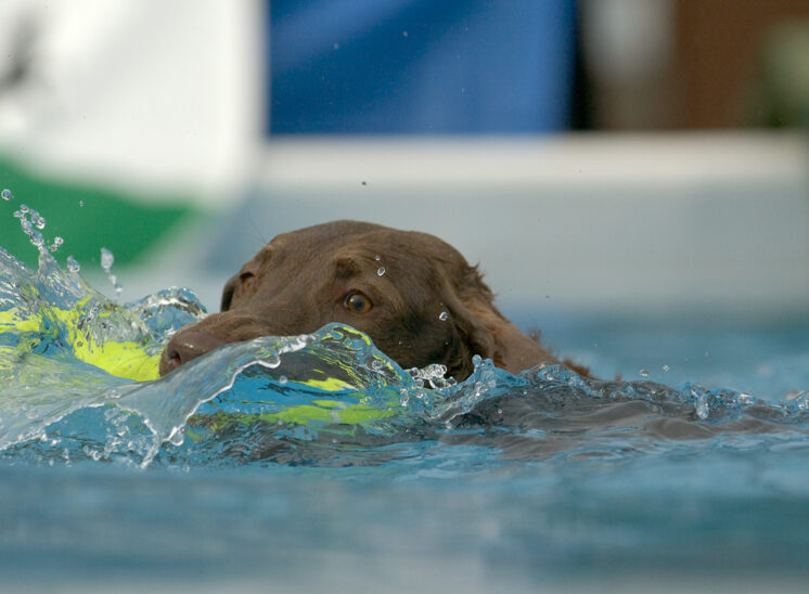 Dock Dogs: a chocolate lab's bow wave, while swimming with a bumper. © Jerry and Lois Photography, all rights reserved