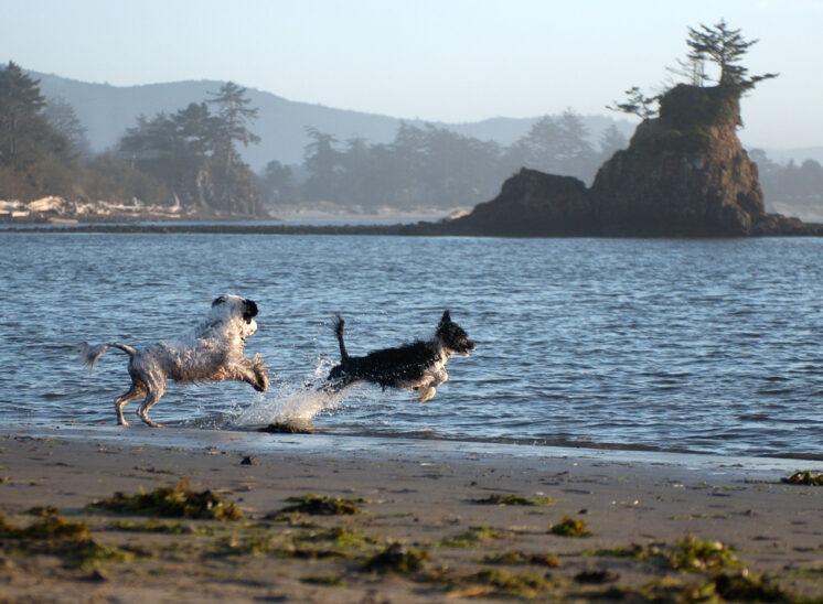 Two Portuguese Water Dogs playing on the beach in front of world-famous iconic formation at Siletz Bay, Oregon. © Jerry and Lois Photography, all rights reserved